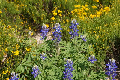 Close-up of purple flowers blooming in field