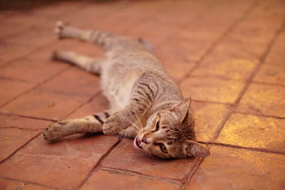 Cat resting on floor