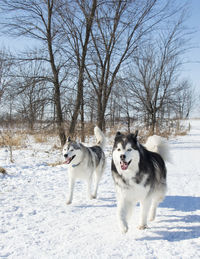 Siberian huskies running on snow covered field against bare trees