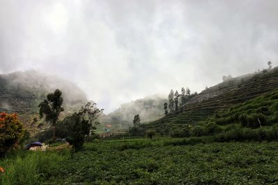 Scenic view of field against sky