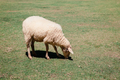 Sheep grazing in a field