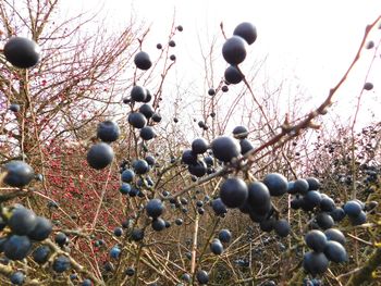 Close-up of tree against sky