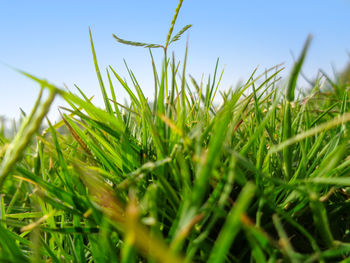 Close-up of grass growing on field against clear sky