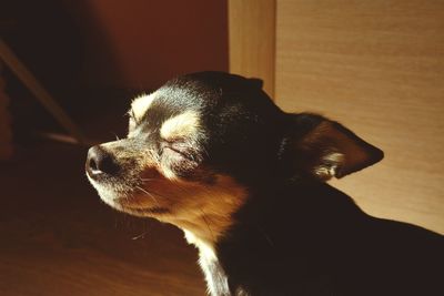 Close-up of a dog looking away at home