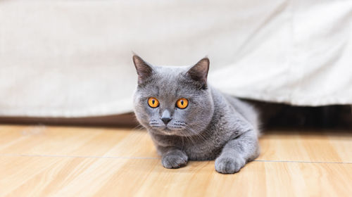 Portrait of cat on hardwood floor