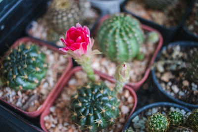 High angle view of potted cactus flower pot