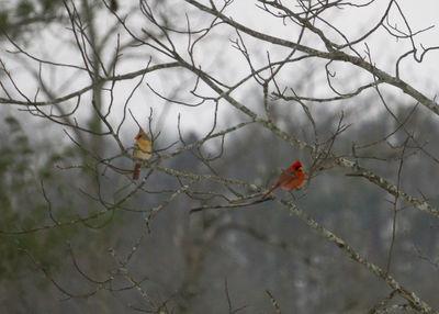 Bare trees against sky