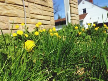 Flowers growing on field