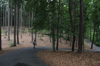 A path in the forest