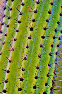 Full frame shot of succulent plants