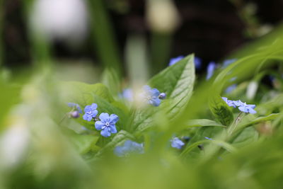 Close-up of purple flowers blooming in field