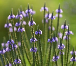 Close-up of purple flowering plants on field