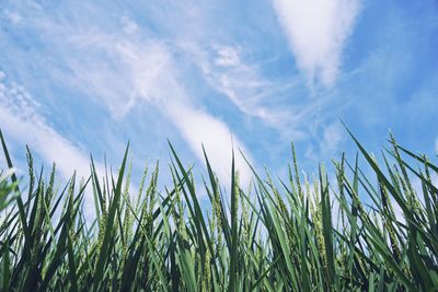 Low angle view of grass on field against sky