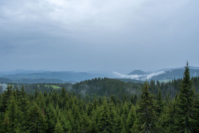 Scenic view of pine trees against sky