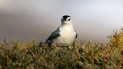 Close-up of bird perching on a land