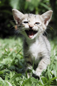 Close-up of a cat