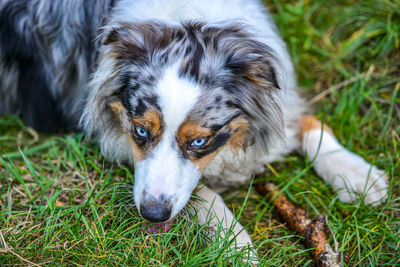 Close-up of dog lying on grass