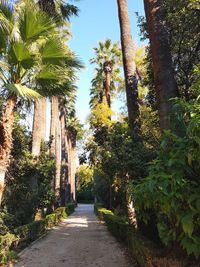 Walkway amidst trees against sky