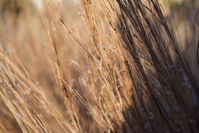 Close-up of stalks in field