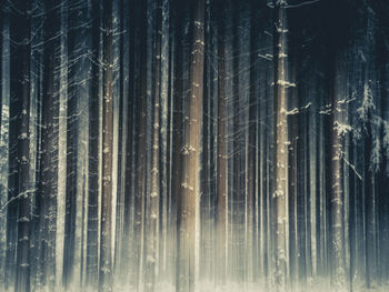 Full frame shot of trees in forest