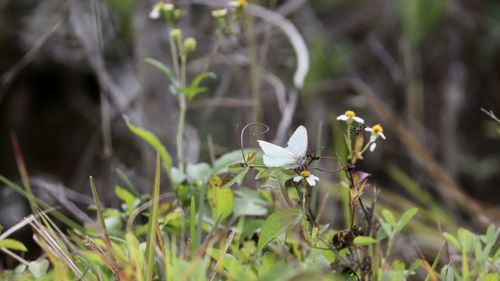 Close-up of insect on flower