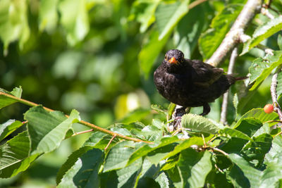 Blackbird looks around for food enemies