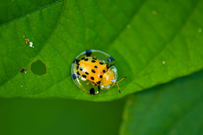 Close-up of ladybug on leaf