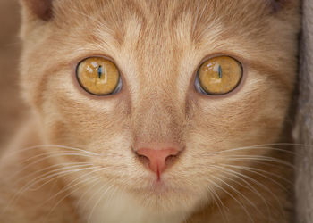 Close-up portrait of a cat