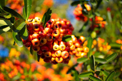 Red berries at madonna inn