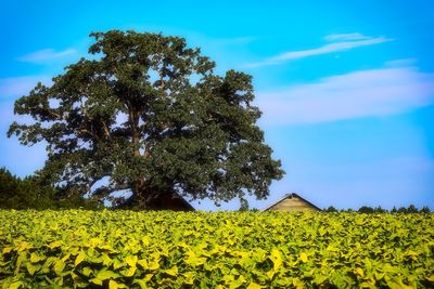 Yellow flowers growing on landscape against sky