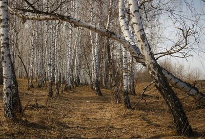 Close-up of tree branches