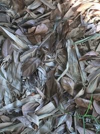 Full frame shot of leaves