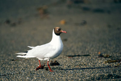 Close-up of seagull perching on land