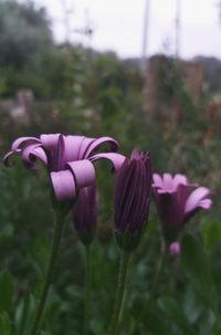 Close-up of pink flowers on field