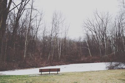 Bare trees in park
