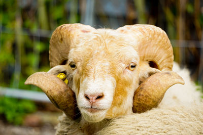 Portrait of sheep