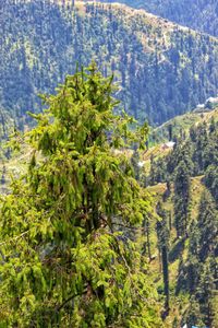 Pine trees in forest