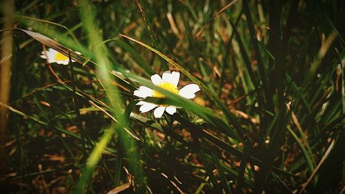 Close-up of white flowers