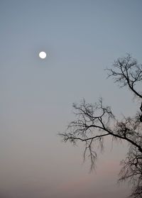 Low angle view of trees against clear sky