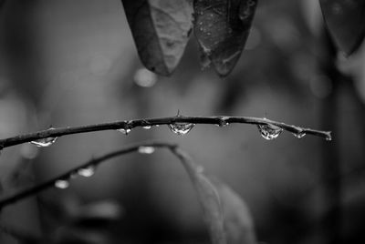 Close-up of wet plant leaves during rainy season