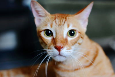 Close-up portrait of a cat