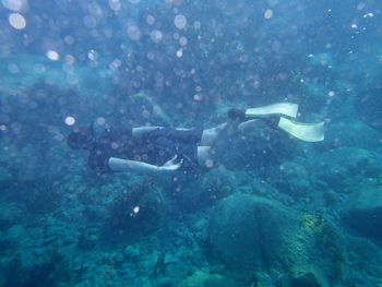 Fish swimming in sea