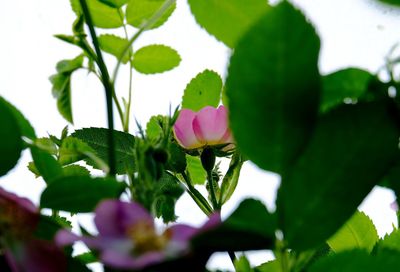 Close-up of plant growing on plant