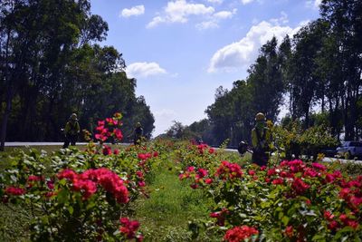 Red flowers blooming on tree against sky