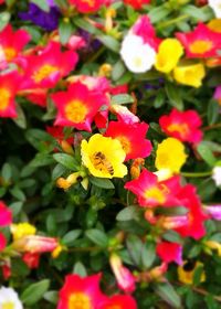 Close-up of pink flower