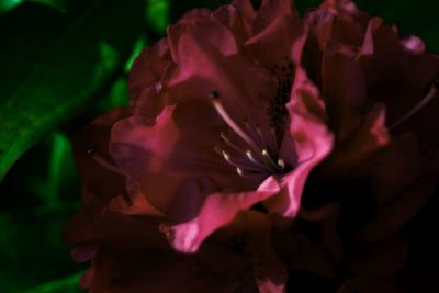 Close-up of pink flower