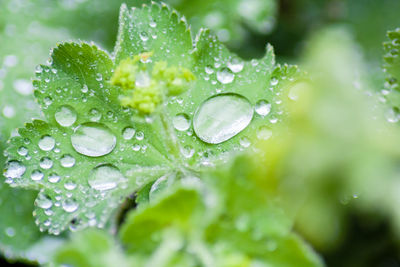 Close-up of water drops on leaf