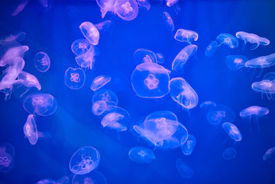 Close-up of jellyfish in sea