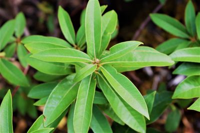 High angle view of green leaves