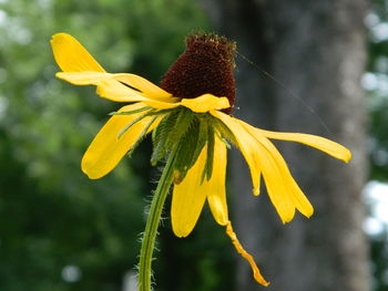 Close-up of yellow flower blooming outdoors